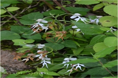 Habenaria crinifera